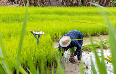 farmer work. farmer is preparation rice seedlings with soft-focus and over light in the background