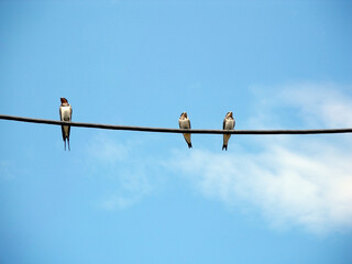 A swallow and two swallow chicks are sitting on an electric wire