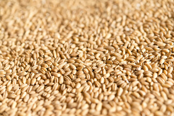 close up of wheat seeds	