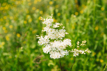 Meadowsweet, or Labaznik (lat. Filipéndula) is a genus of perennial grasses of the Rosaceae...
