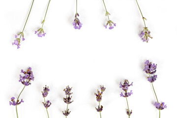 lavender sprigs with flowers are arranged in an oval on a white background top view. fragrant...
