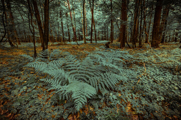 Las © R.Jaszczynski