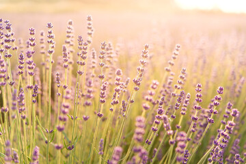 Panorama of lavender field morning summer blur background. Summer lavender. Floral background. Shallow depth of field	