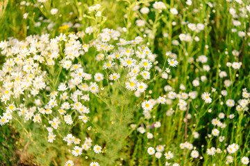 Obraz na płótnie Canvas Summer meadow with blooming daisy flowers. Small-petalled garden flowers on a lawn on a warm summer day. 