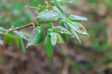 A close up capture of fresh leaves of Alpine honeysuckle. The leaves just start blooming and unrolling.  The undergrowth is covered with dried leaves. A bit of haze between the high trees.