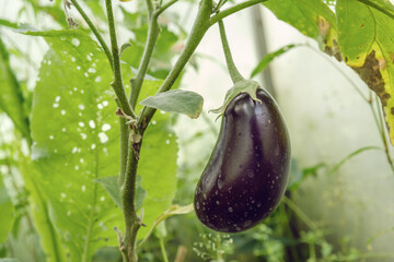 Close-up of eggplant on a branch. Growing eggplants in a greenhouse on a small private vegetable farm. Environmentally friendly production of vegetables.