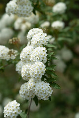 white flowers in the garden