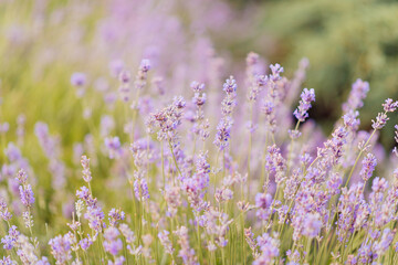 Obraz premium Panorama of lavender field morning summer blur background. Summer lavender. Floral background. Shallow depth of field 