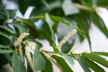 American chestnut - flowering period. A rare endangered tree species.
