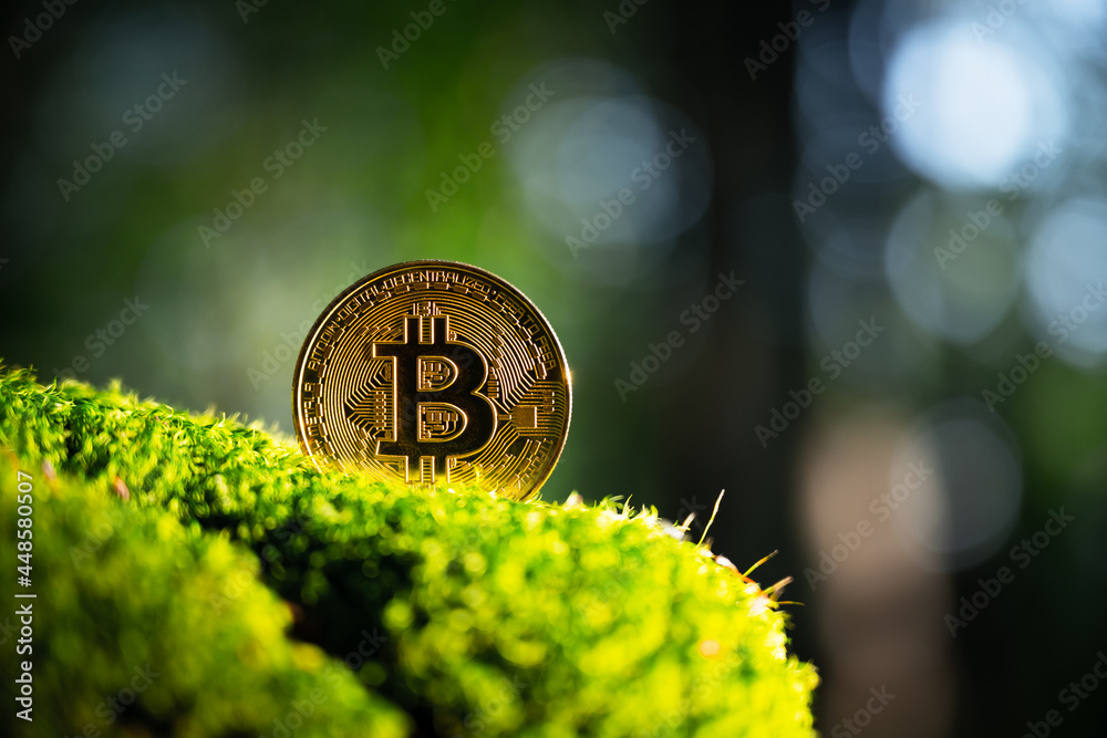 Wall mural golden bitcoin coin on lush green moss