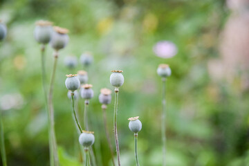 Detail of green heads of opium poppy growing in the field, agriculture, harvest, sunny summer day. Place for your text.	