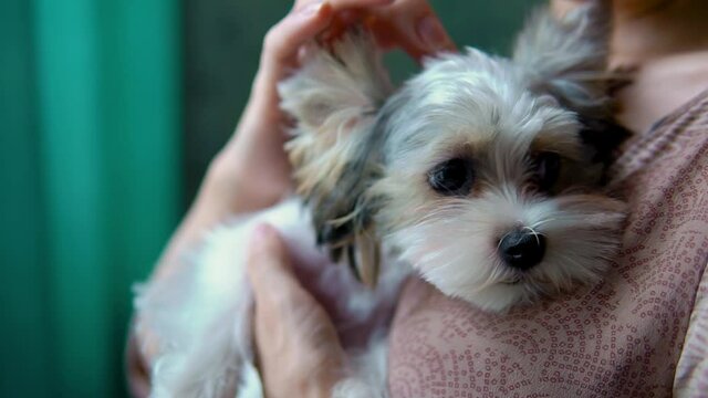 Portrait of Funny Yorkshire Terrier on the hand