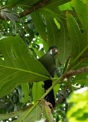 Hartlaub's turaco (Tauraco hartlaubi) is a species of bird in the family Musophagidae. It is found in Kenya, Tanzania, and Uganda.