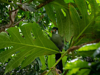 Fototapeta premium Hartlaub's turaco (Tauraco hartlaubi) is a species of bird in the family Musophagidae. It is found in Kenya, Tanzania, and Uganda.