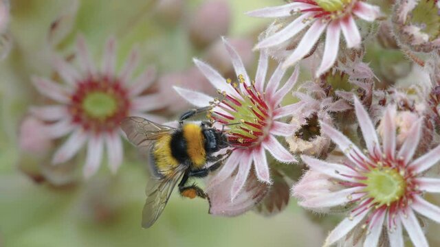 A bee transferring from one flower to another houseleeks plant in the garden in Estonia