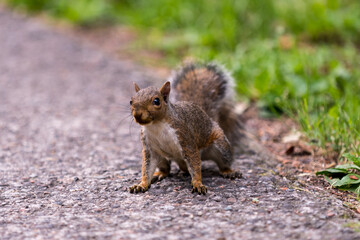 Exemplary of Sciurus Carolinensis, the gray squirrel native of North America that populates some Italian parks in the Region of Lombardy, Piedmont and Liguria