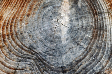 Naklejka premium Close-up of a cross-section of a thick tree. Texture of an old rotting stump with cracks and black mold.