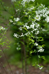 flowers in the forest