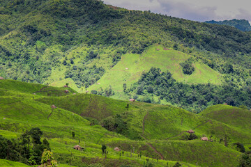 Jhum Cultivation in Nagaland