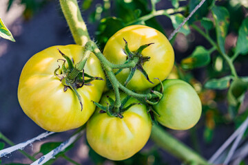 Garden tomatoes on the bush. Spicy vegetables on the farm. Growing natural tomatoes in natural conditions without pescides. Non-GMO products. Selective focus.