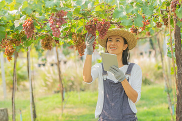 Red grape farm. female wearing overalls and a farm dress straw hat, Smart farming Agricultural technology and organic agriculture Woman using the research tablet and studying the development. business