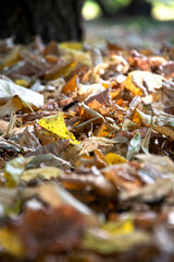 Dry autumn leaves out of focus. Autumn. Yellow old foliage on the ground in the park.
