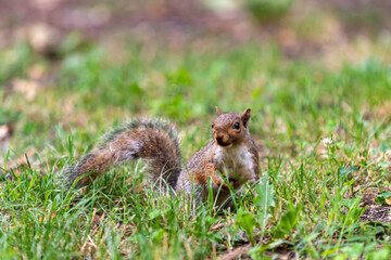 Obraz premium Exemplary of Sciurus Carolinensis, the gray squirrel native of North America that populates some Italian parks in the Region of Lombardy, Piedmont and Liguria