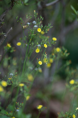 yellow autumn leaves