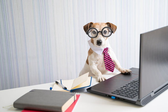 Adorable Boss nerd dog working on remote project online conference. Using computer laptop. Pet wearing glasses and tie. Freelancer work from home office Social distancing lifestyle. Looking at camera