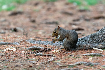Exemplary of Sciurus Carolinensis, the gray squirrel native of North America that populates some Italian parks in the Region of Lombardy, Piedmont and Liguria