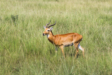 Impala in the savannah grasslands