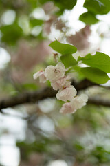 branch with flowers