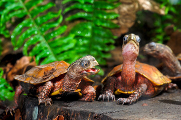 Chinesische Zacken-Erdschildkröte (Geoemyda spengleri) - Black-breasted leaf turtle