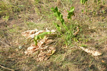 Horseradish bush grows in dry, sunny weather.