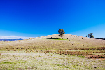 Obraz premium Yarra Valley Landscape in Australia
