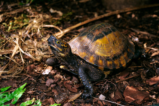 Indochinese box turtle // Hinterindische-Scharnierschildkröte (Cuora galbinifrons)