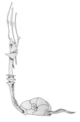 Snail in cartoon style. Drawing for page decoration, diploma. Place for an inscription.