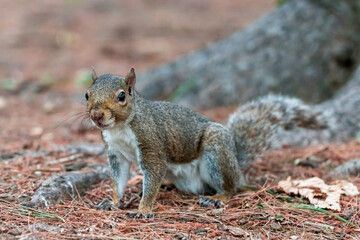 Exemplary of Sciurus Carolinensis, the gray squirrel native of North America that populates some Italian parks in the Region of Lombardy, Piedmont and Liguria