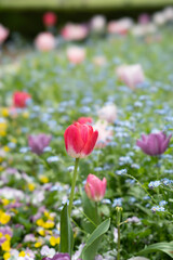 red tulips in the garden