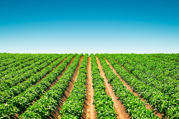 Fototapeta Agricultural field with even rows of potato obraz