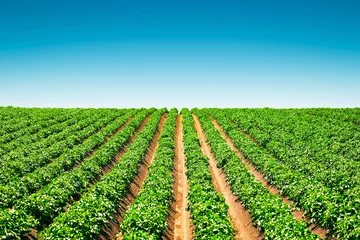Deurstickers Agricultural field with even rows of potato © Ivan Kmit