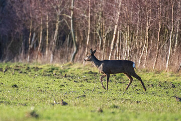 deer in the woods