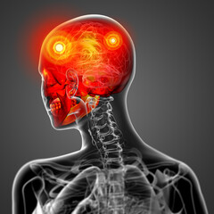 3d render medical illustration of the skull © maya2008