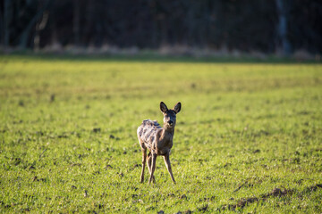 deer in the woods