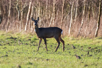 deer in the woods