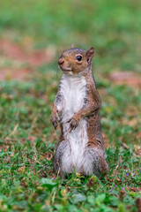 Exemplary of Sciurus Carolinensis, the gray squirrel native of North America that populates some Italian parks in the Region of Lombardy, Piedmont and Liguria
