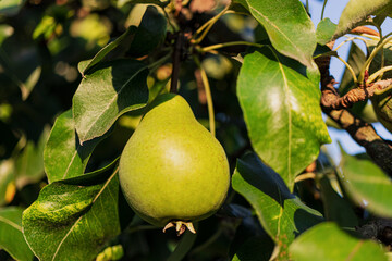 Pears on a tree branch. Fresh fruits on the farm. Growing pears in natural conditions without chemical additives. Non-GMO products. Selective focus.