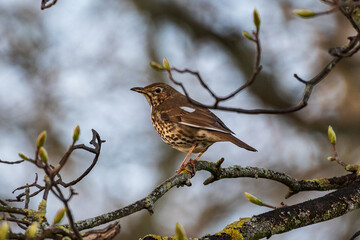 thrush