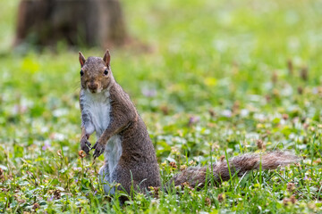 Exemplary of Sciurus Carolinensis, the gray squirrel native of North America that populates some Italian parks in the Region of Lombardy, Piedmont and Liguria