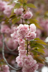 pink cherry blossom